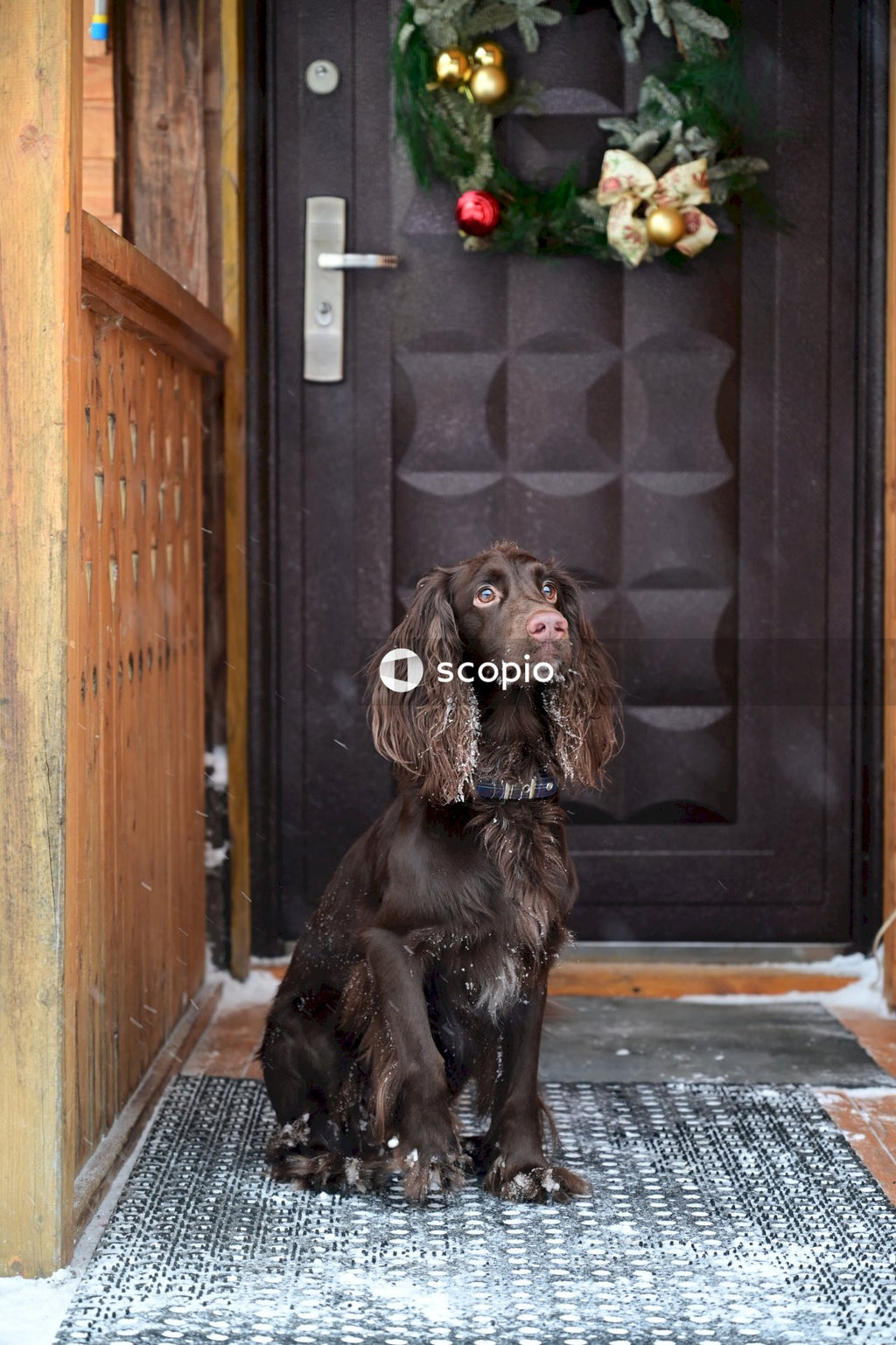Brown dog sitting on porch in winter