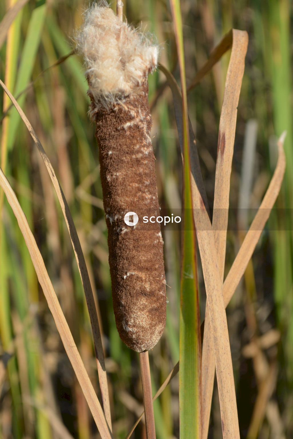 Brown and black caterpillar on brown stick