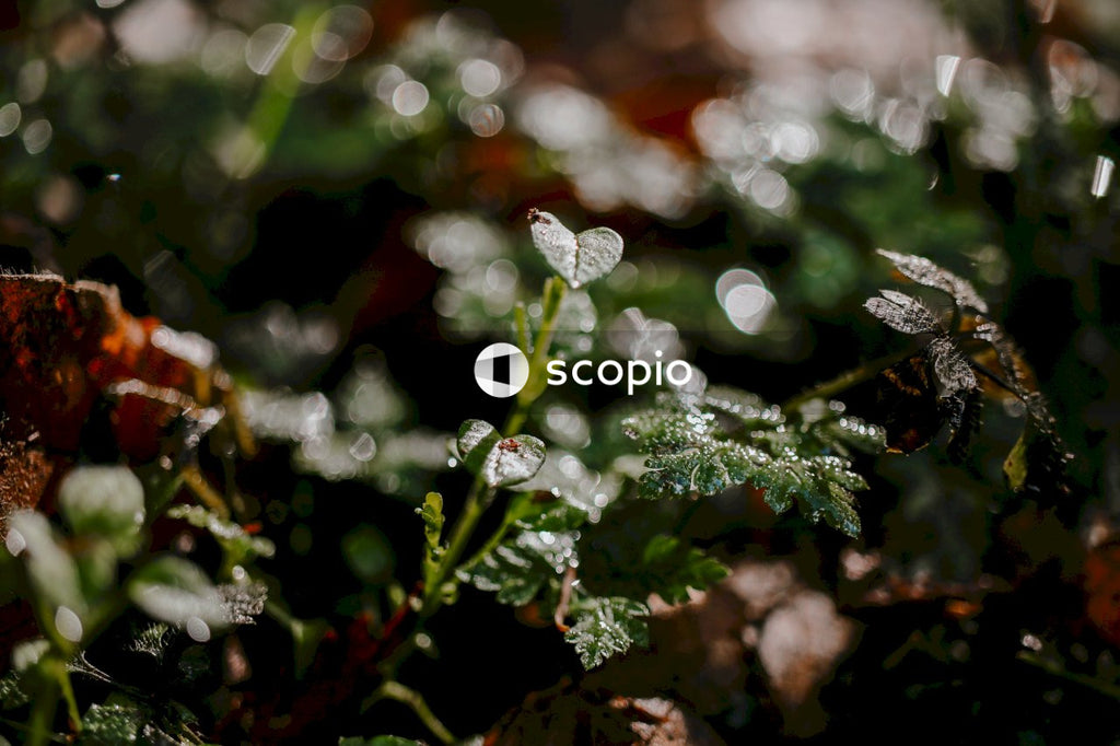 Water droplets on green plant