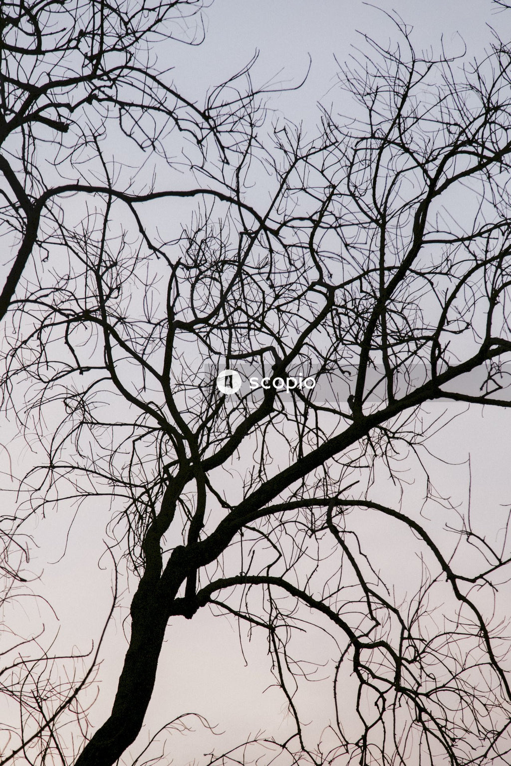Leafless tree under gray sky