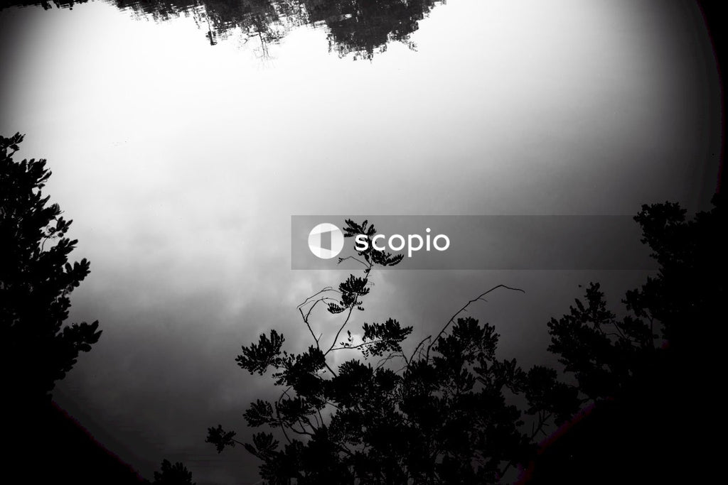 Green trees under white sky