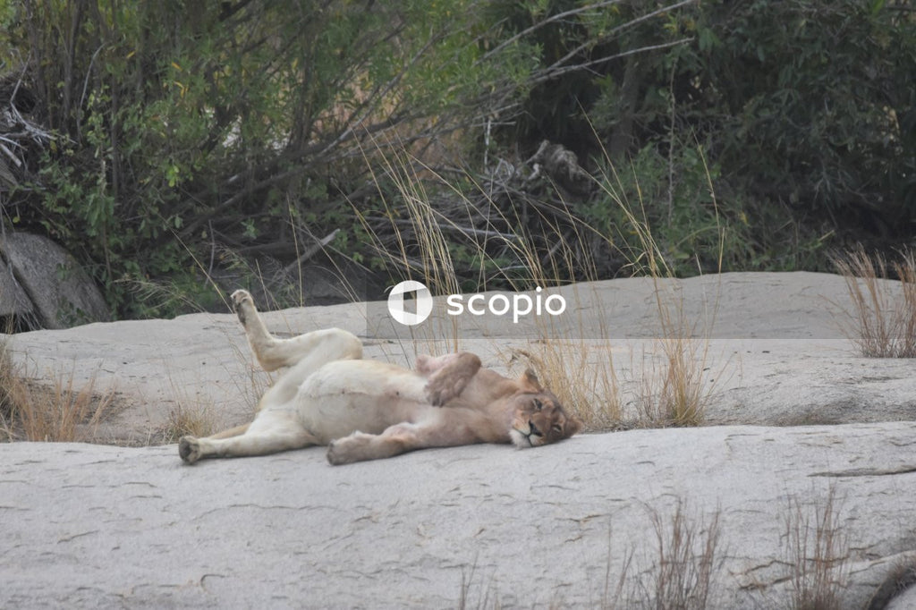 Brown lioness lying on white sand