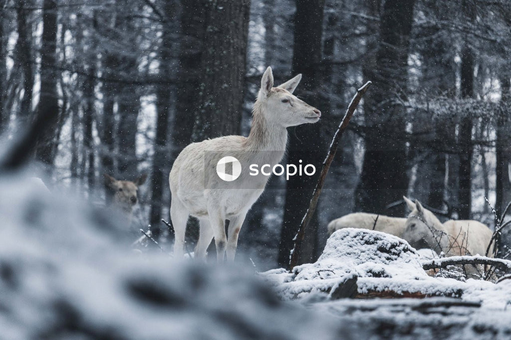 Roe Deer Standing in Snowy Forest