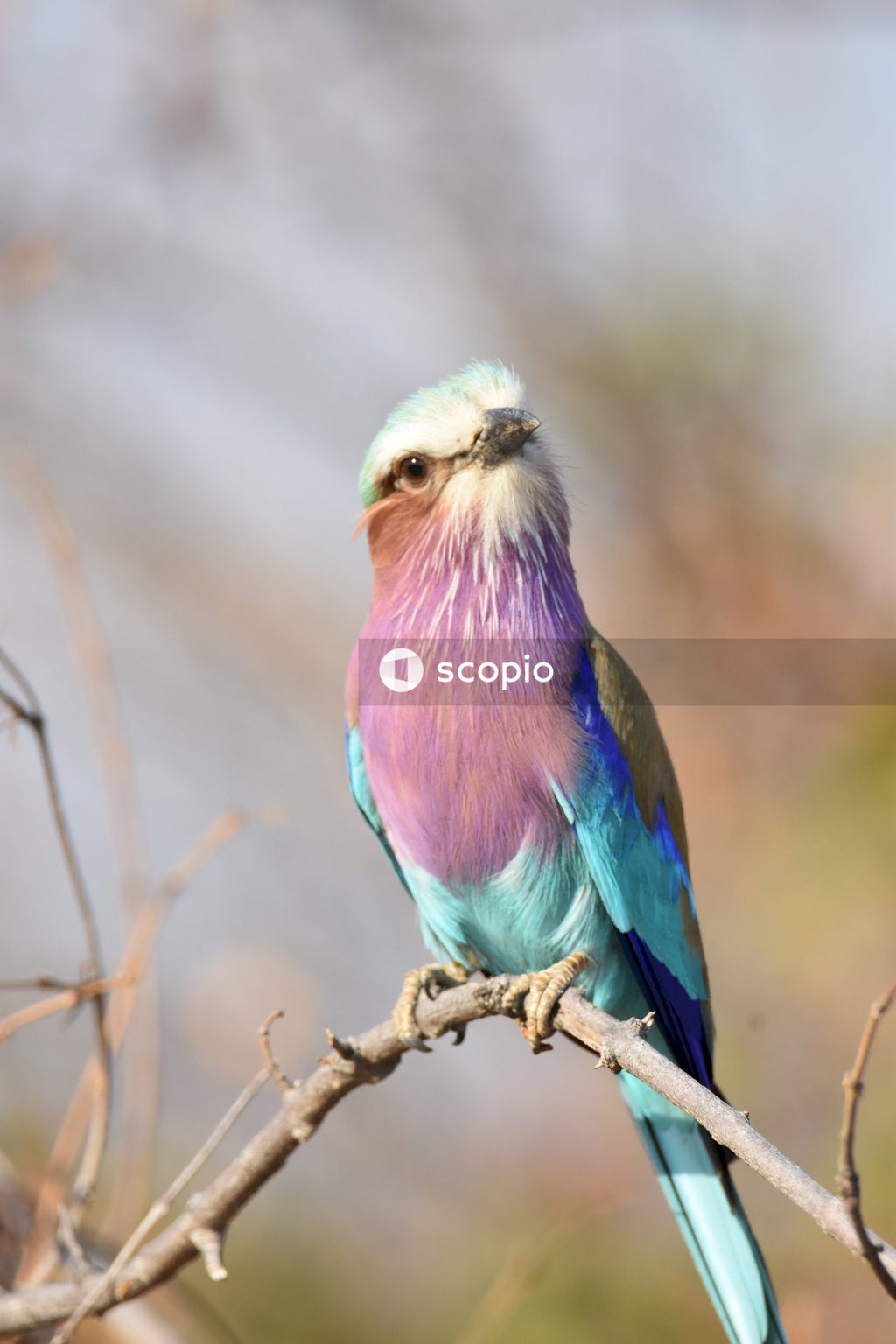 Lilac breasted roller sitting on tree branch