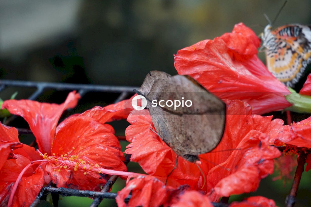 Red maple leaf on gray metal fence