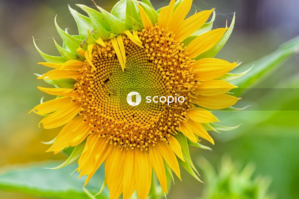 Yellow sunflower in close up