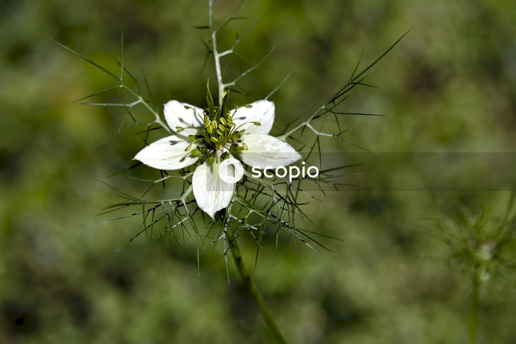 White 5 petaled flower in bloom