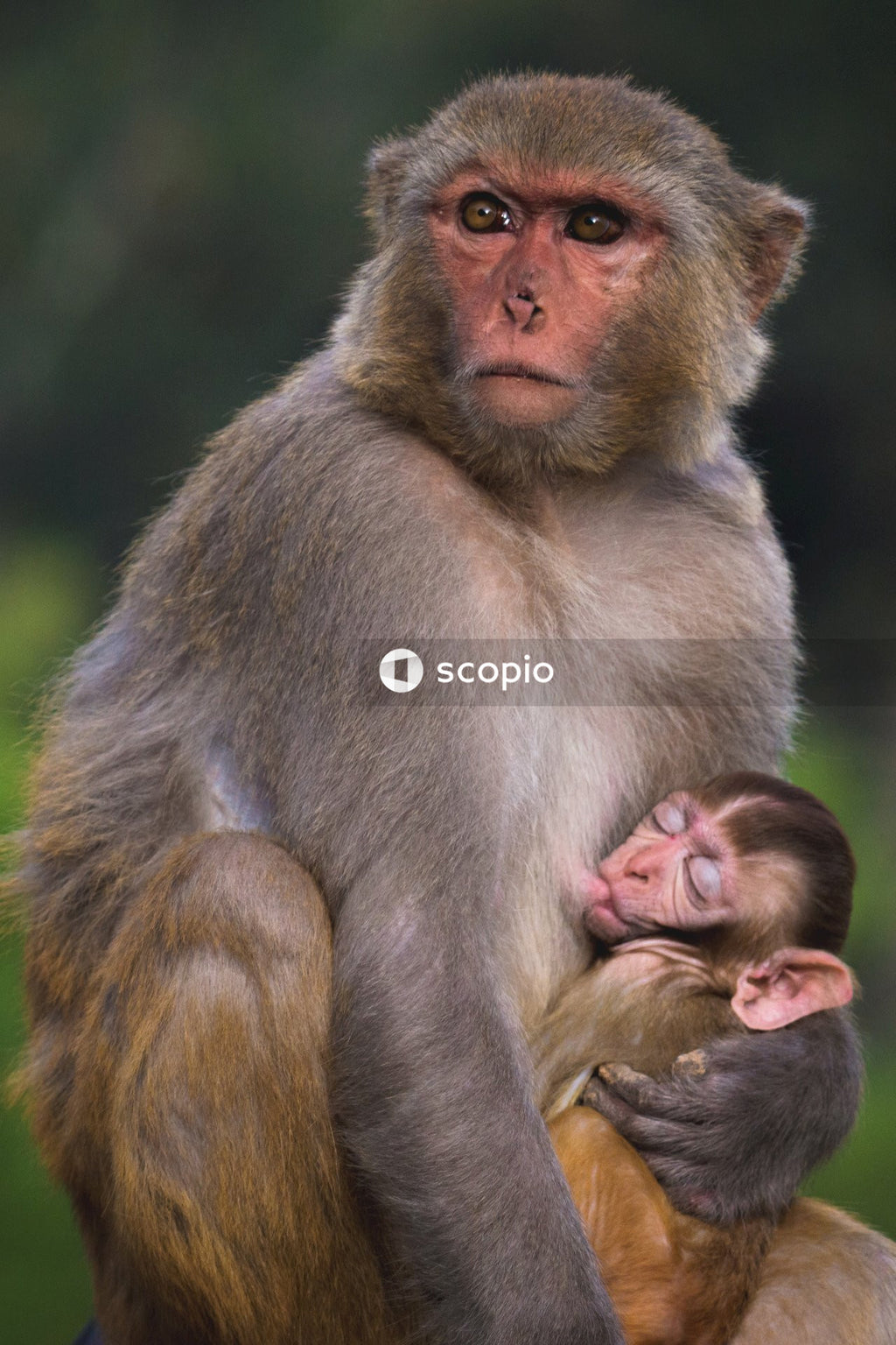 Gray and brown monkey hugging small monkey