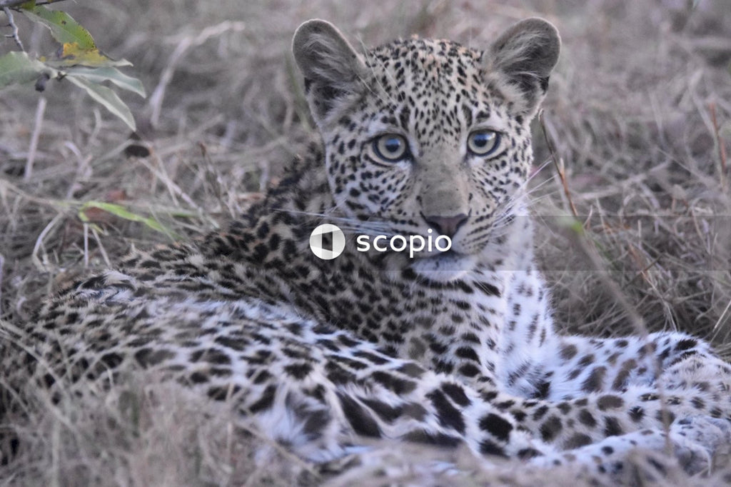 Black and white leopard lying on brown grass