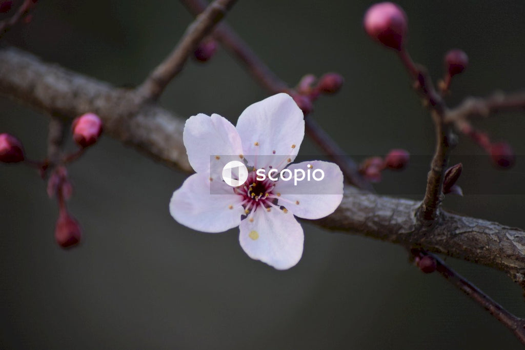 White cherry blossom in bloom