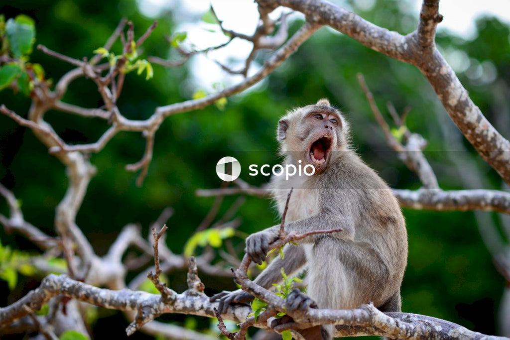 Rhesus macaque perching on tree