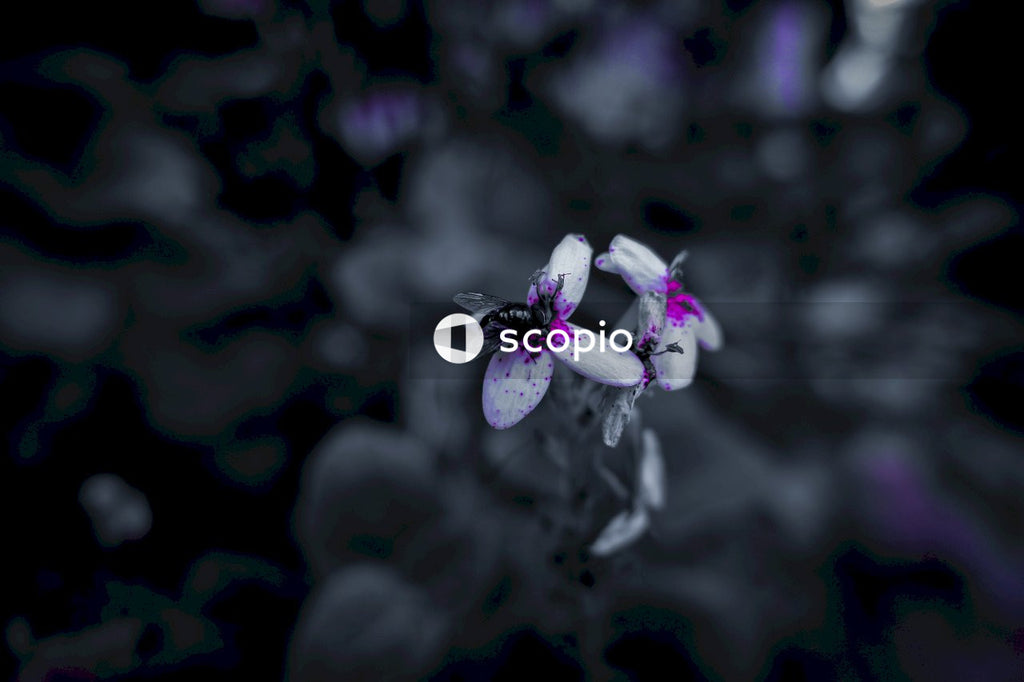 Purple flower in tilt shift lens