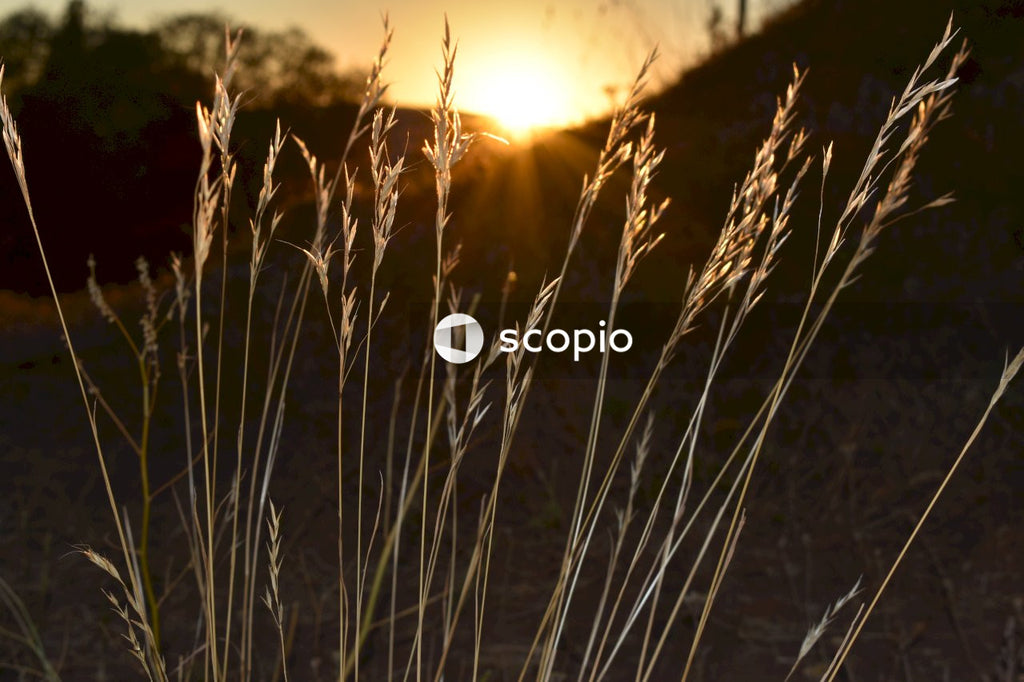 Brown grass during golden hour