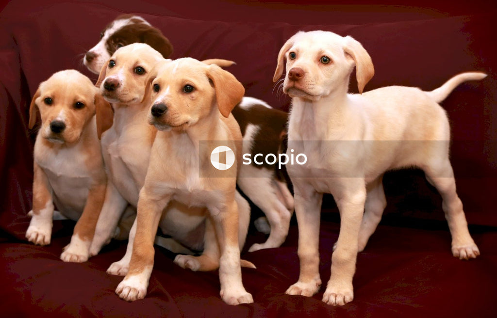 2 white and black short coated dogs