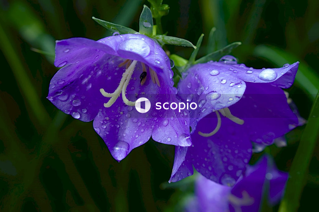 Purple flower with water droplets