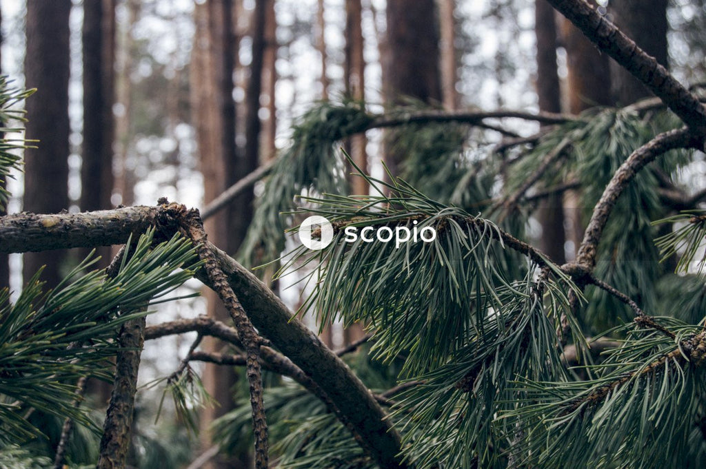 Green Pine Needles and Bark in a Close up Shot