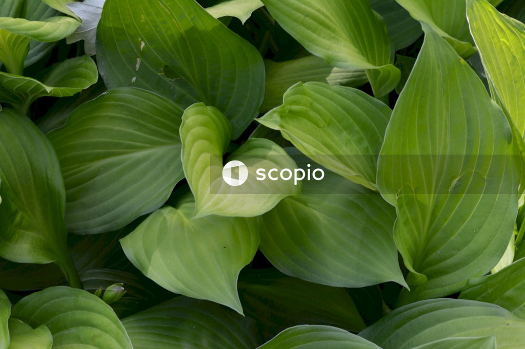 Green leaf plant