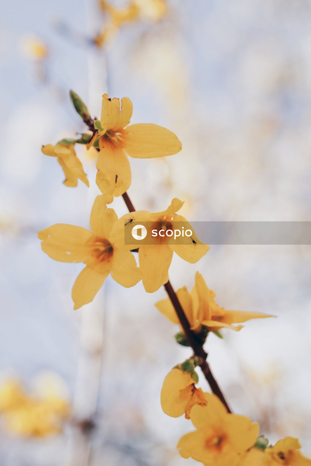 Yellow Flower in Tilt Shift Lens