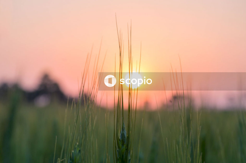 Green grass field during sunset