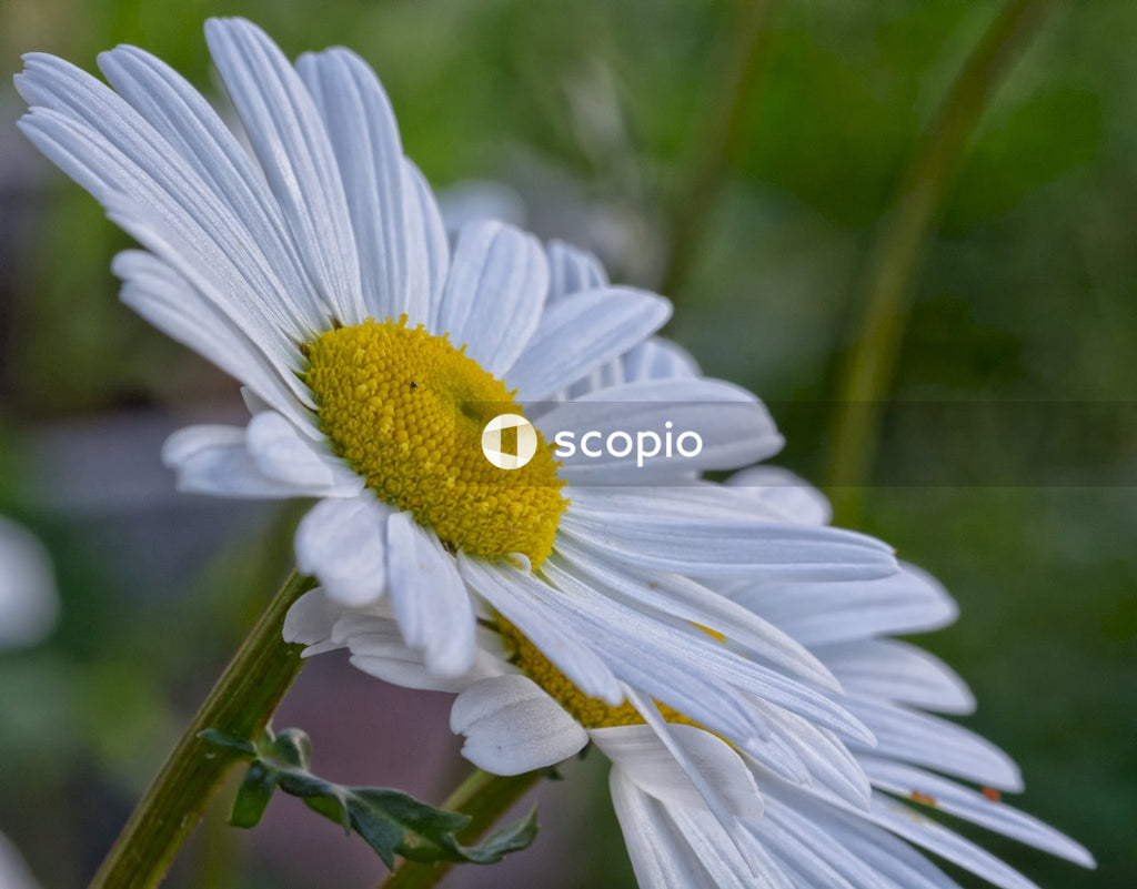 White daisy in bloom