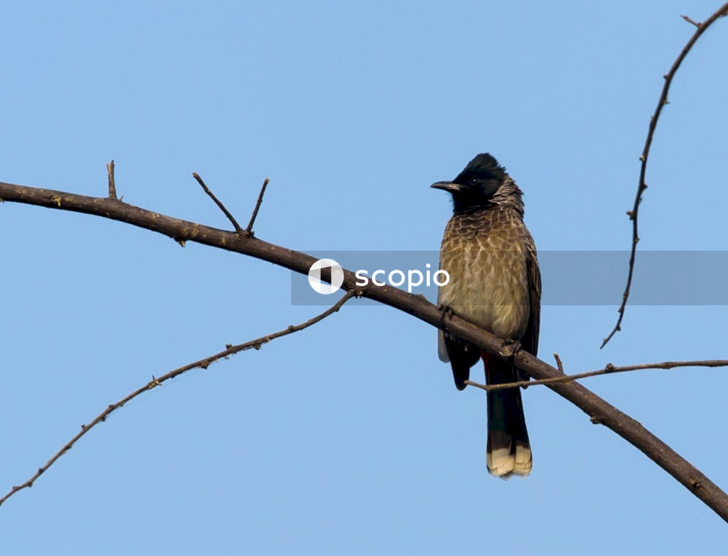 Black Bird sitting on bare branch