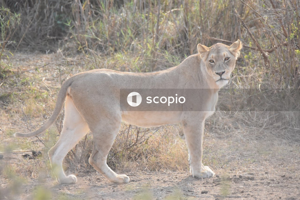 Brown lioness on brown grass field