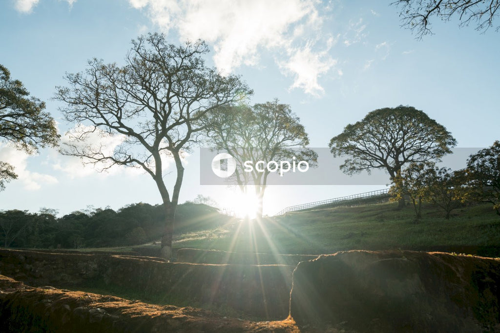 Trees