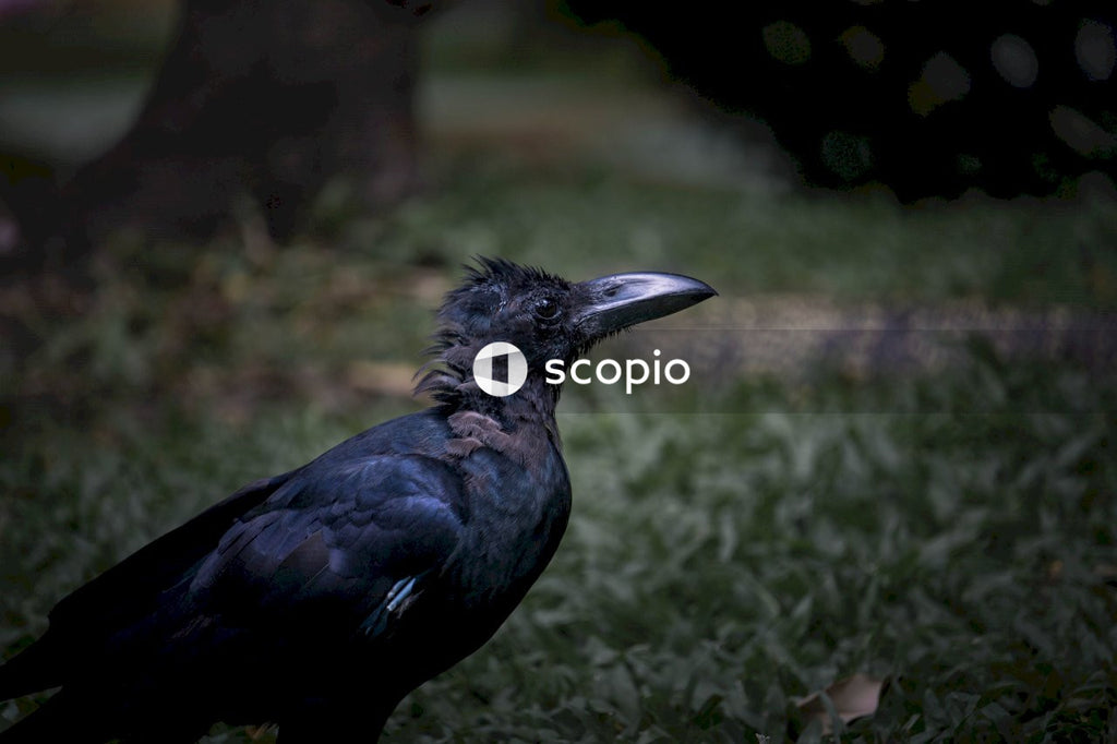 Black bird on green grass