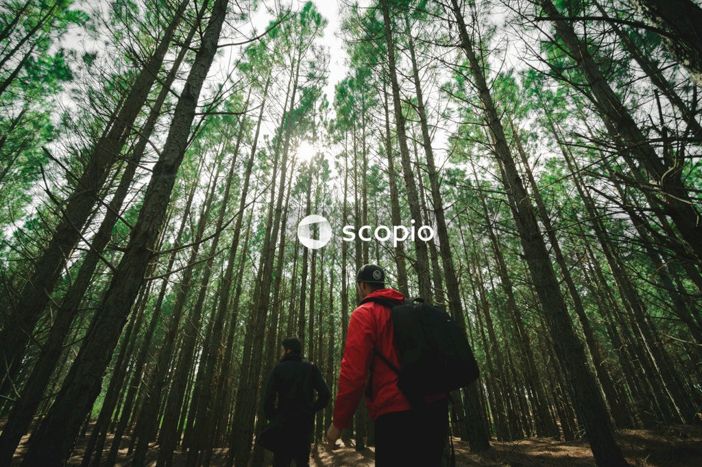 Hikers pass tall trees