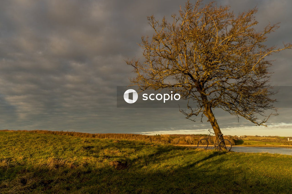 Brown leafless tree on green grass field under gray cloudy sky