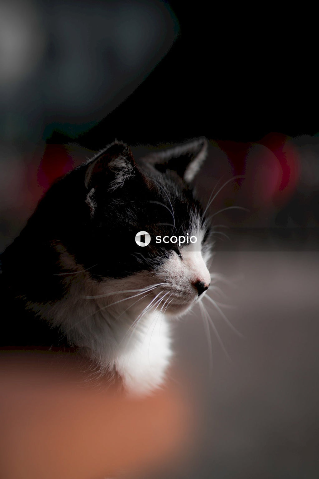 Portrait of black and white cat
