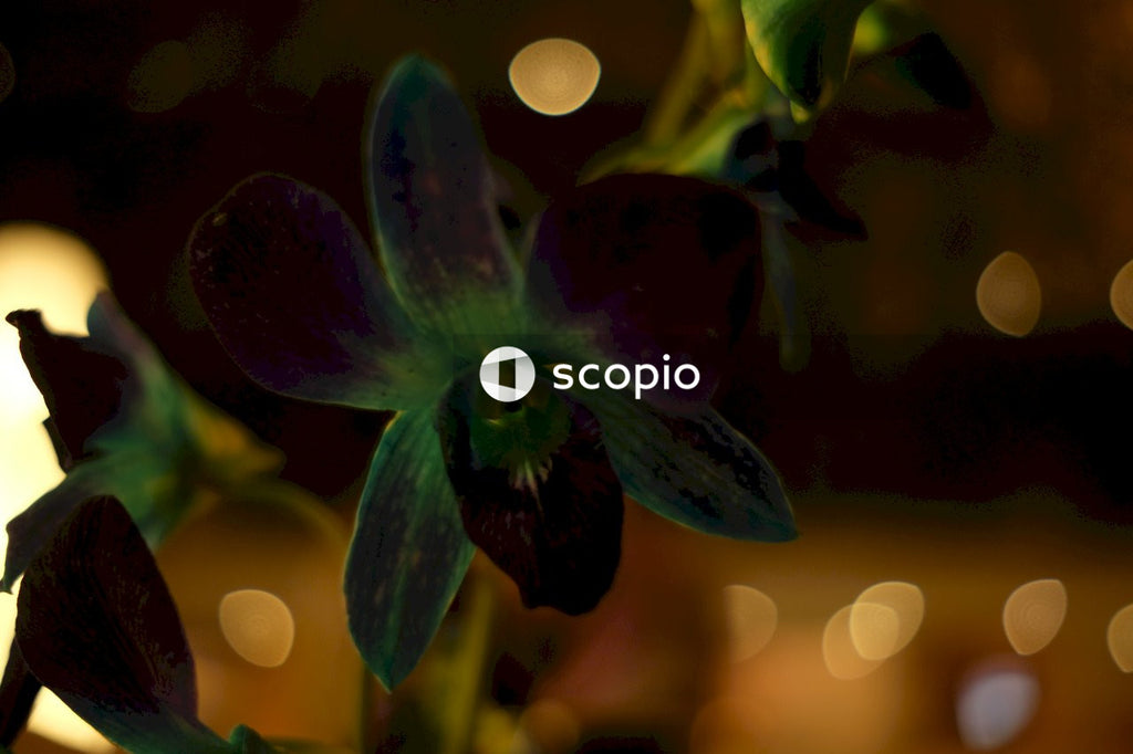 Purple flower in tilt shift lens
