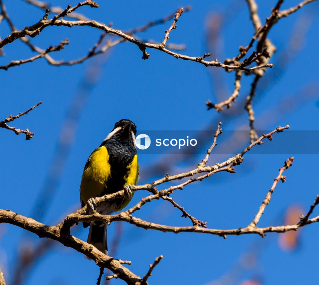 Bare Branch Holds Small Bird With Black Head and Yellow Body