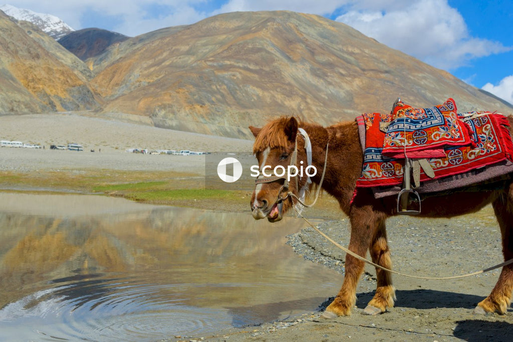 Brown Horse Enjoying the Nature and Water