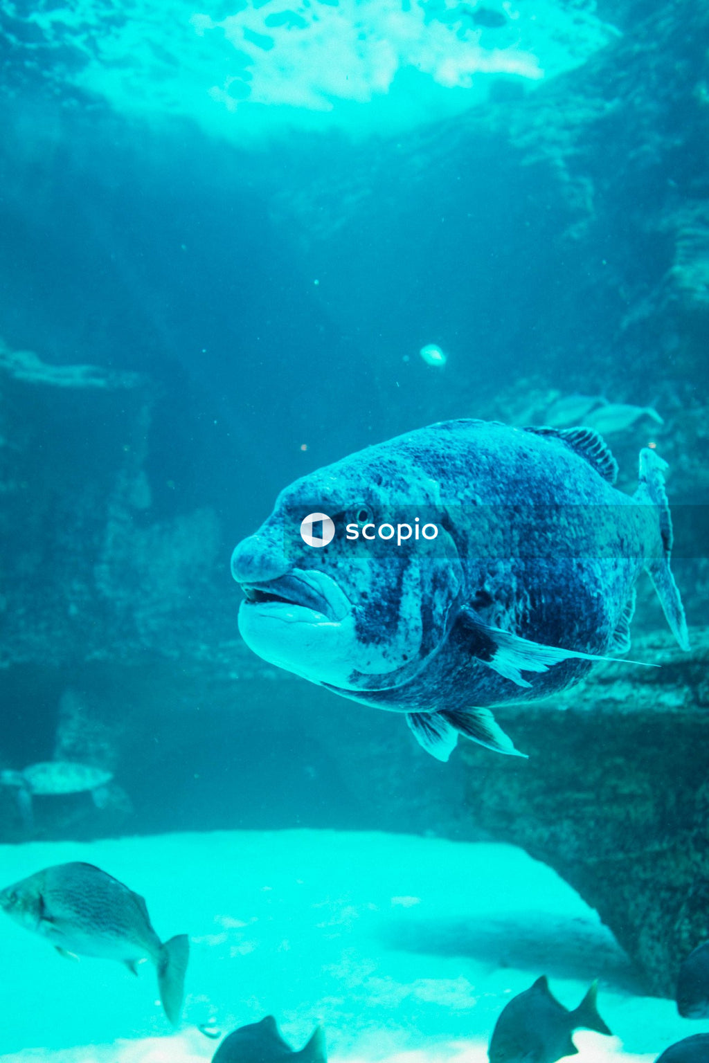 Grey fish in water