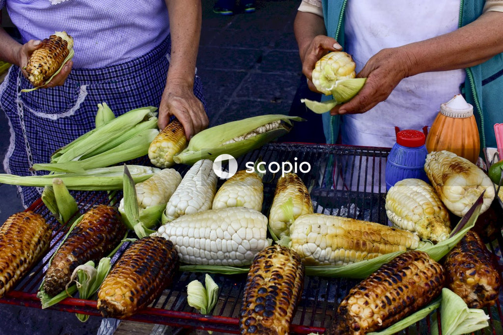 Two woman roasting corn on barbeque in daytime