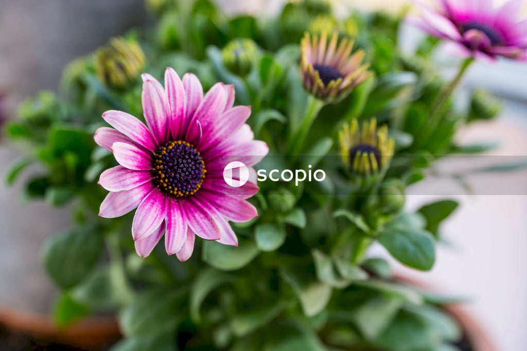 Purple flower in tilt shift lens