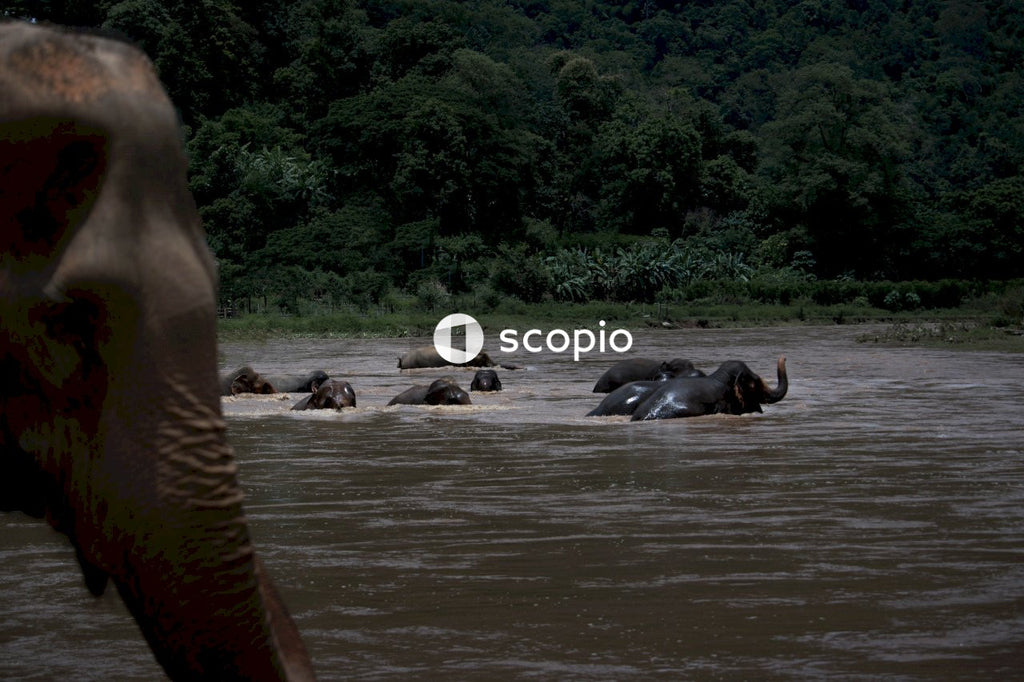 Group of elephant in river
