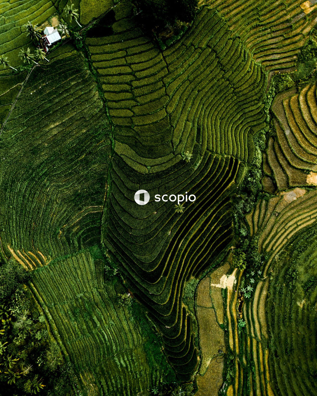 Aerial view of green grass field