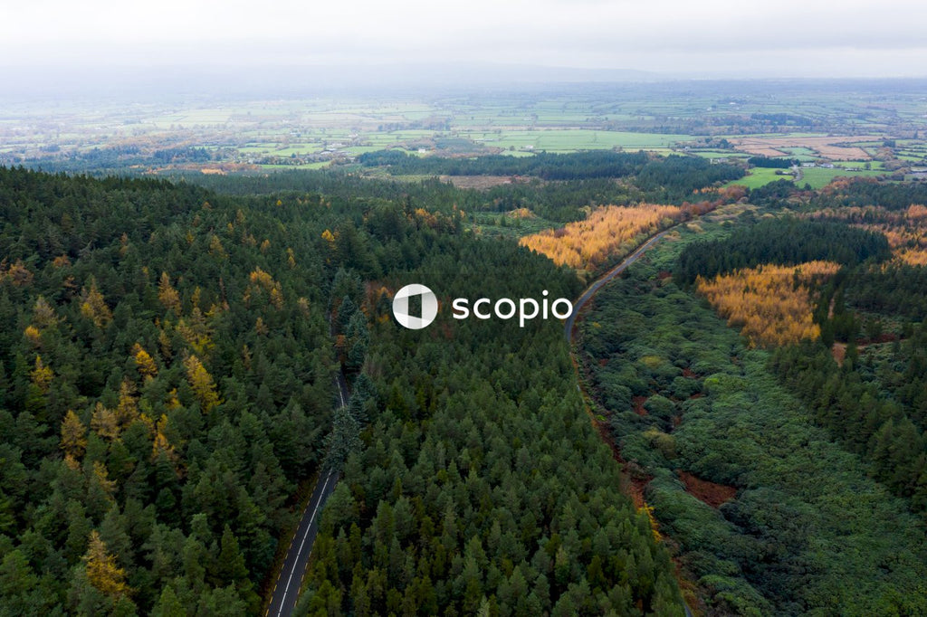 Aerial view of green trees and road
