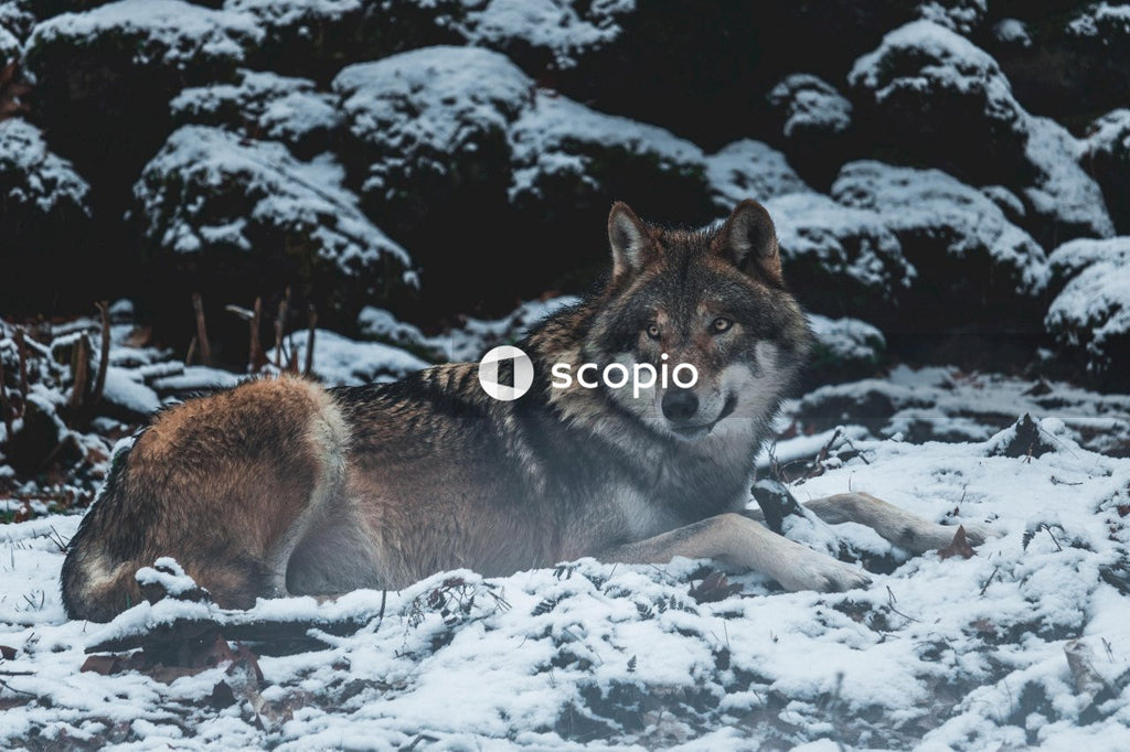 Wolf lying on snow Ground with rock behind