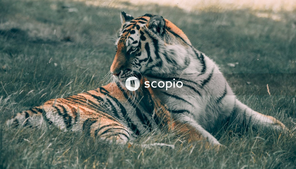 Tiger Resting on green grass