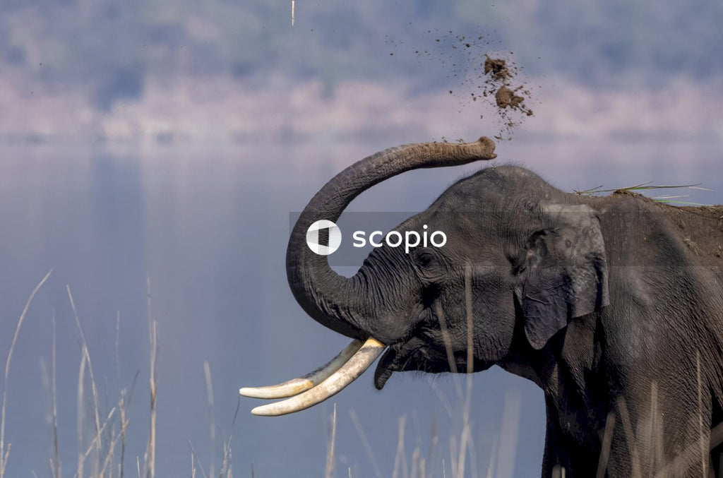 Asian elephant in the forest of Jim corbett