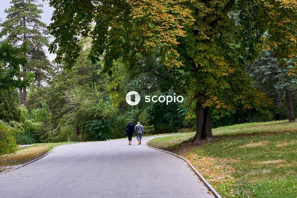 Autumn walking alley in the city park with big trees