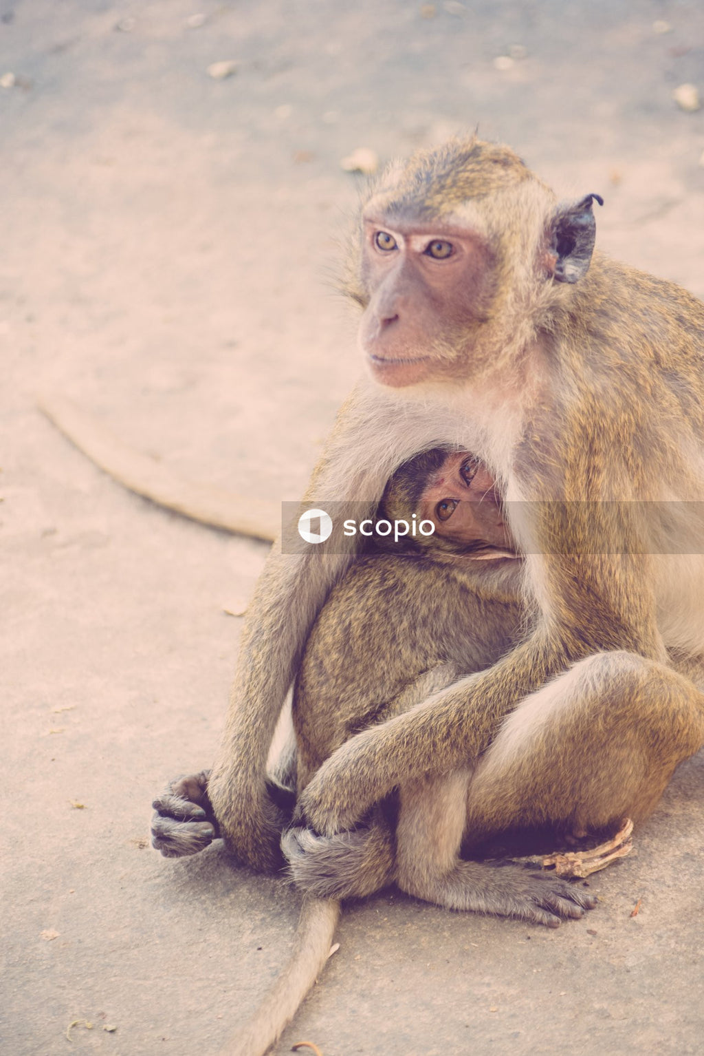 Mama and baby monkey hugging