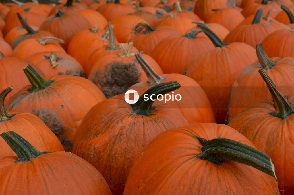 Close-up of pumpkin patch