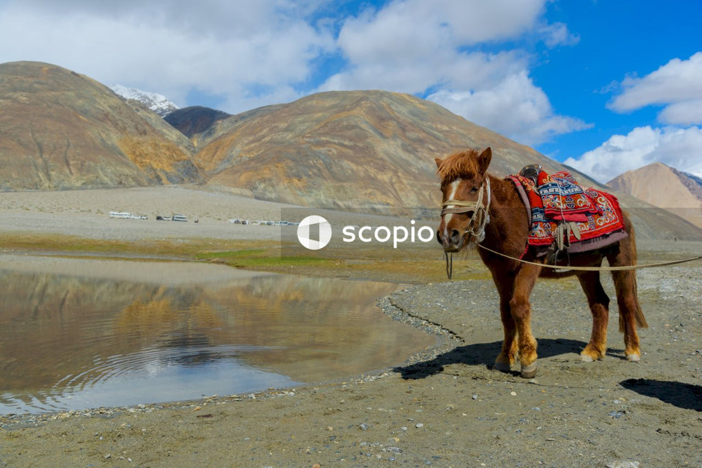 Brown horse on water near mountain