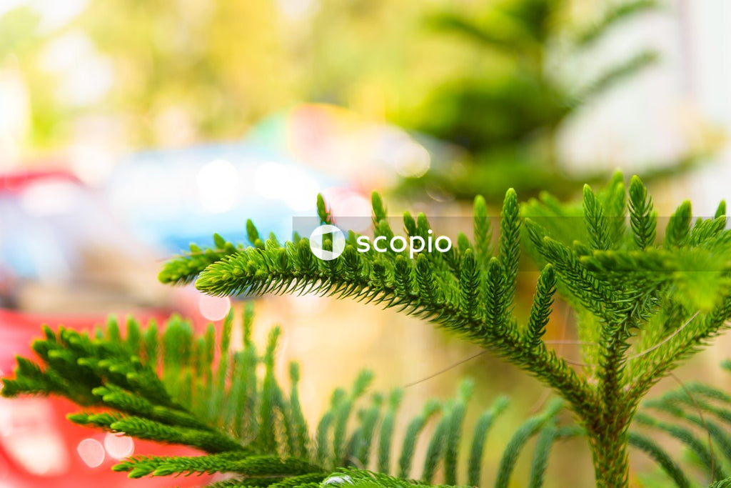 Green fern plant in close up