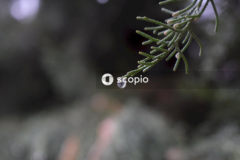 Water droplet on green plant