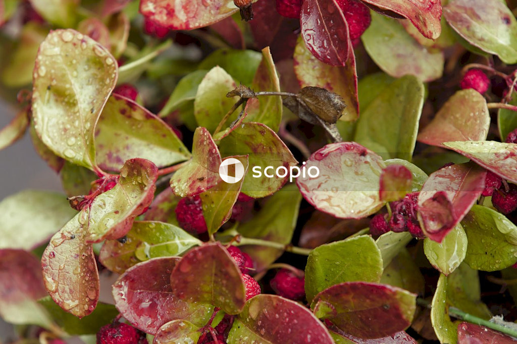 Pink and green leaves in macro lens